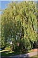 Willow tree on Shoppe Hill, Dunsfold