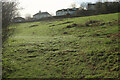 Meadow above Cockington Lane