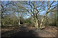 Path in Danesmead Woods