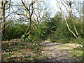 Woodland path, Northgate, Crawley