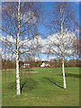 SO8994 : Birch trees on Penn Common golf course, Staffordshire by Roger  D Kidd
