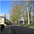 Sturton Street: winter branches