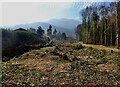 Cleared forest along the sheugh at the back of Riverside Park, Newcastle