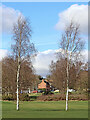 SO8994 : Birch trees on Penn Common golf course, Staffordshire by Roger  D Kidd