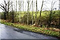 Verge, streamside trees and fields on NW side of old road now bypassed by A66