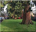 Giant Redwoods, small cars, Emscote Lawn estate, Warwick