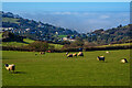 Ilfracombe : Grassy Field & Sheep