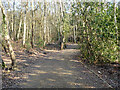 Path through Forge Wood