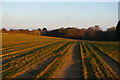 TM4560 : Footpath over sown field, south of Aldringham Common by Christopher Hilton