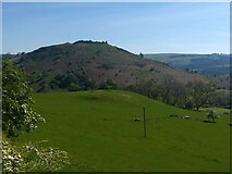 SJ2243 : Looking across the fields to Castell Dinas Bran by David Medcalf