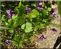 Violets, Keysfield Road, Paignton