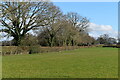 Field at Wood Farm