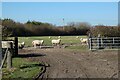 Pasture, Chinnor