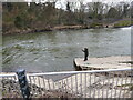 Salmon fisherman at the weir in Shrewsbury