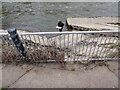 Salmon fisherman at the weir in Shrewsbury with his landed Salmon