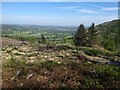 Cleared forestry area below the Ceiriog Trail