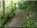 A path through the woods near Pen-y-graig