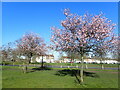 Blossom on Winns Common