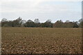 Ploughed field