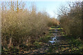 Path in Les King Wood