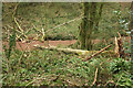 SX8762 : Fallen tree, Occombe valley by Derek Harper