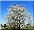 Blossom near Lesnes Abbey