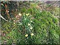 Daffodils in Hampstead Garden Suburb