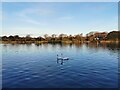 TQ6200 : Lake in Princes Park, Eastbourne by PAUL FARMER
