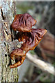 NJ3357 : Strange Fungus by Anne Burgess