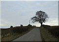 NS8449 : Lone tree by Milton Road by Alan O'Dowd