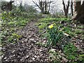 First woodland daffodil of spring