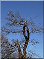 TQ2073 : An oak in Sawpits Plantation, early March 2021 by Stefan Czapski