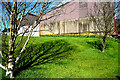 Daffodils beside a farm building, Glasmullagh