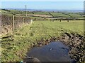 Puddled pasture