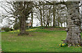 Daffodils in Grounds of Scarborough Hill Hotel