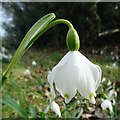 Spring Snowflake (Leucojum vernum)