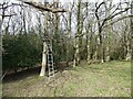 SX8695 : Lookout platform, Whitestone Wood by Roger Cornfoot