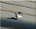 SJ9594 : Pied wagtail by Gerald England