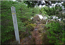 NJ2346 : Path to Cairn Cattoch by Anne Burgess