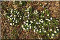 SX8063 : Wood anemones by the Dart by Derek Harper