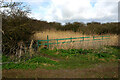 Overgrown footpath at Great Wakering