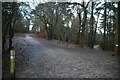 SJ5470 : Cheshire Cycleway 70, Delamere Forest by N Chadwick
