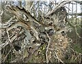 TQ9056 : Roots of a dead tree, near Frinsted by pam fray