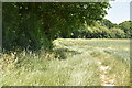 Bridleway near Sessingham Farm