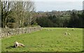 Sheep Pastures High Birstwith