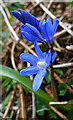 NJ2756 : Lesser Glory-of-the-Snow (Scilla sardensis) by Anne Burgess
