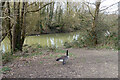 Canada Goose, Bewbush Water Gardens, Crawley