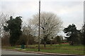 Spring blossom on Hadley Green