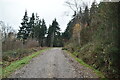 Track, Hargate Forest