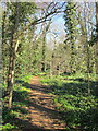 Path through wood by North Circular, near Audley Road